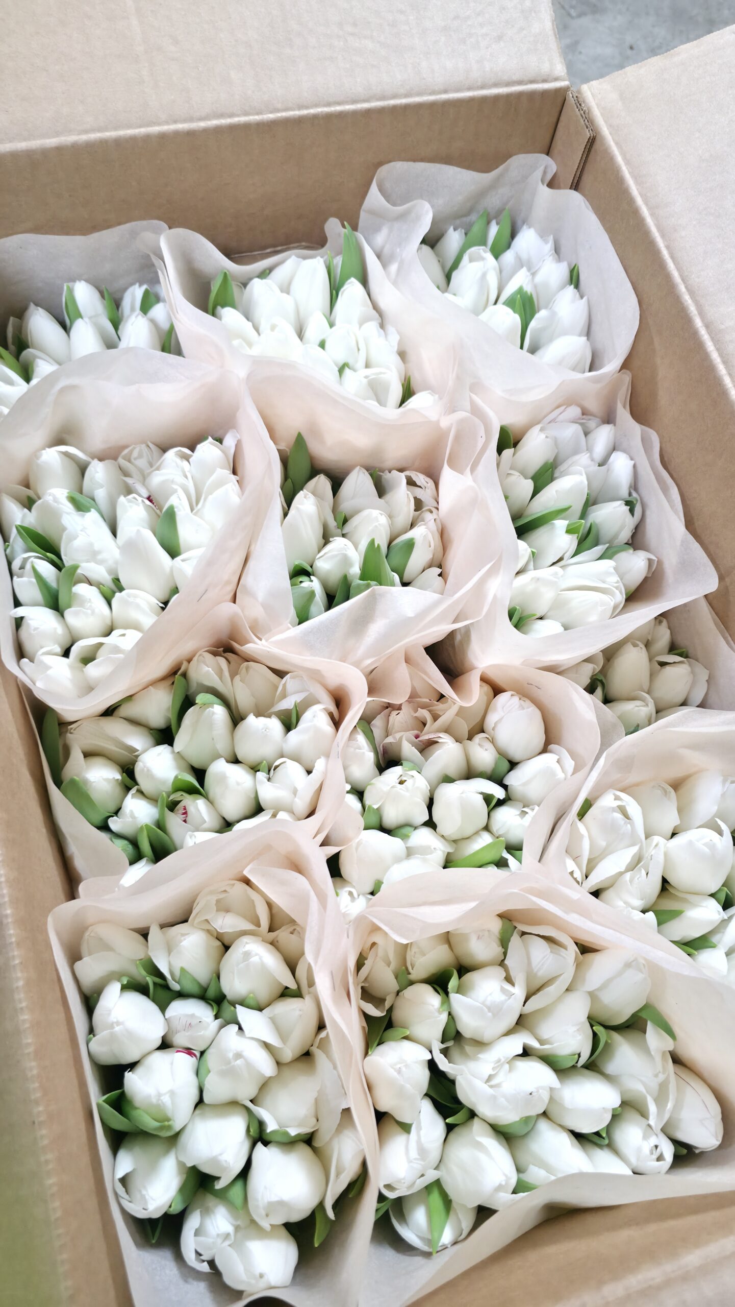 Тюльпаны 21шт — изображение 15