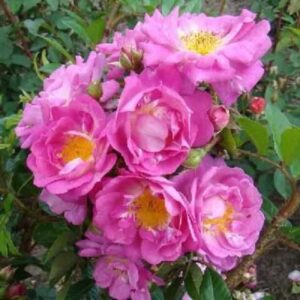 Роза  Гарден оф Хекс