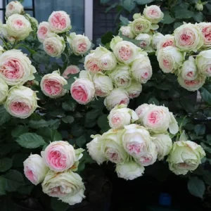 Роза Пашмина