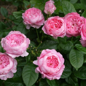 Роза Шанталь Мерьё