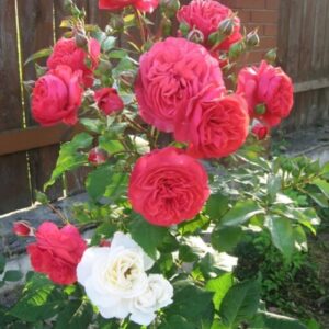 Роза Рита де труа Люк