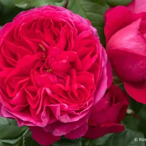 Роза Рита де труа Люк