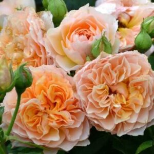 Роза Фрау танте Джеки