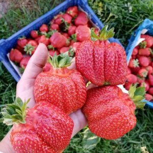 Клубника Априка 10 шт.