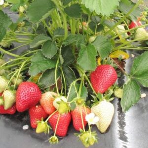 Клубника Априка 10 шт.