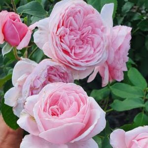 Роза Кис ми Кейт