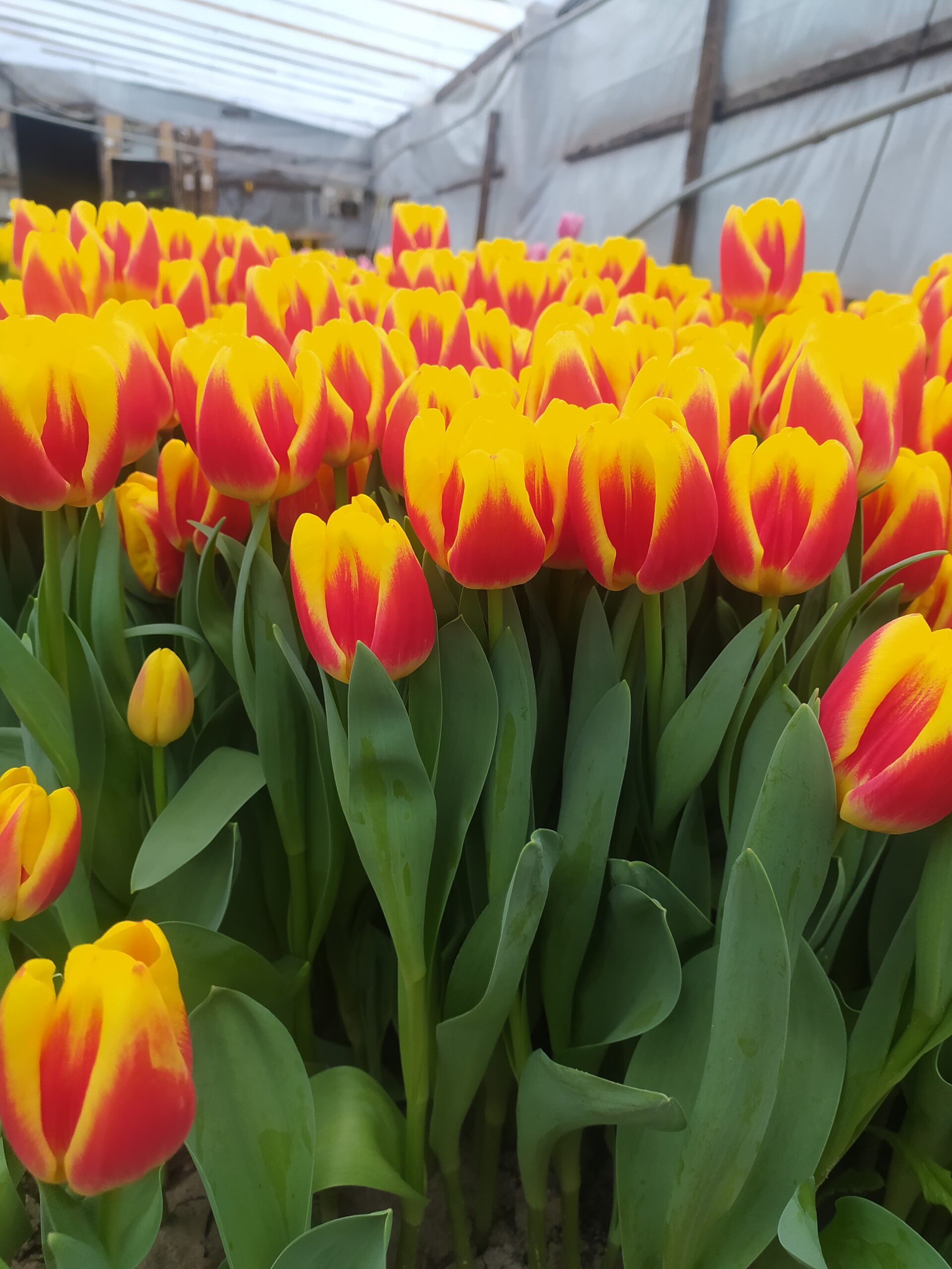 Тюльпаны 21шт — изображение 19