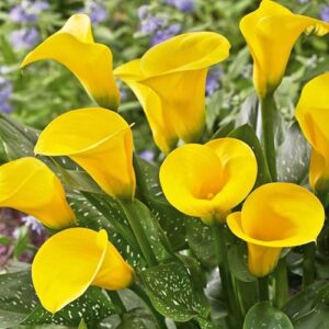 Калла Sunshine 1 шт