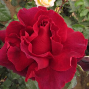 Роза Лотс оф Лав