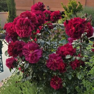 Роза Лотс оф Лав