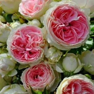 Роза Пашмина