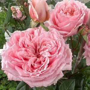 Роза Принцесса Хитоми