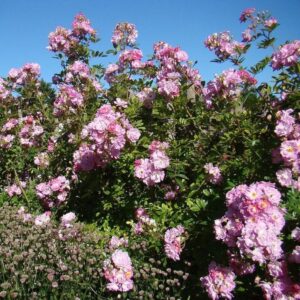 Роза  Гарден оф Хекс