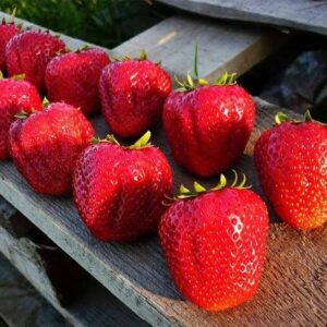 Клубника Сан Андреас 10 шт.