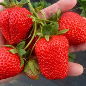 Клубника Сан Андреас 10 шт.