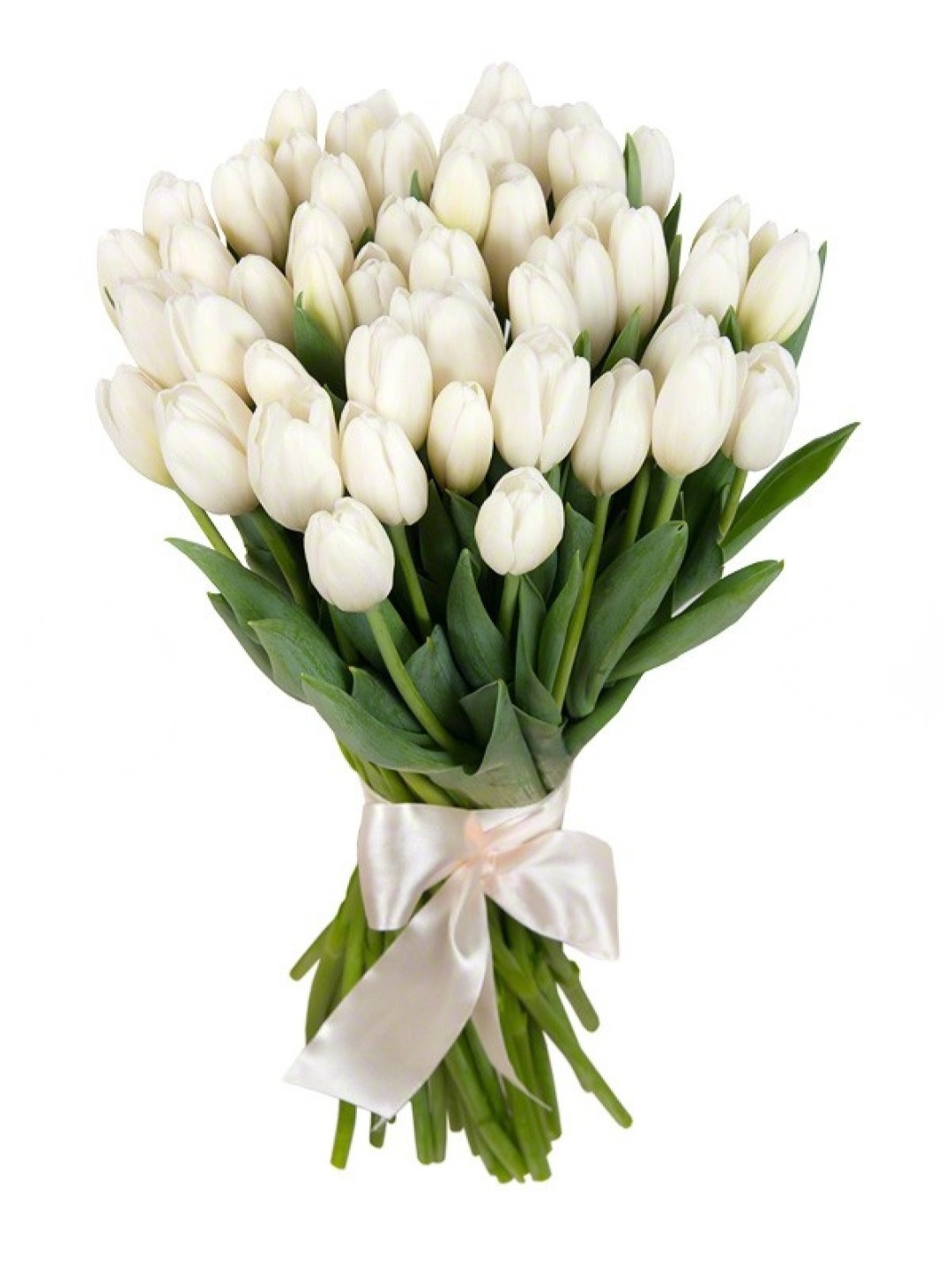 Тюльпаны 31шт — изображение 19