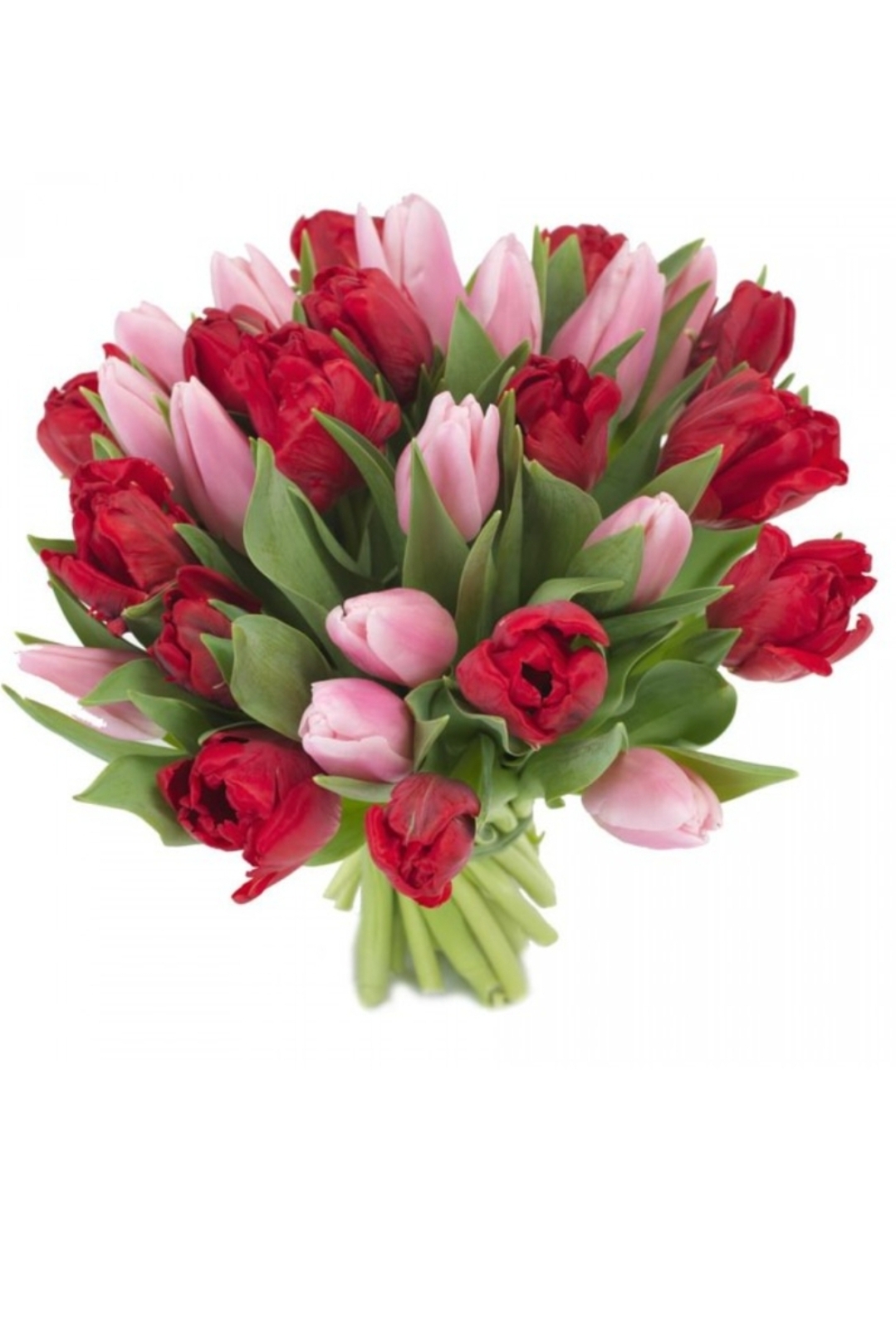 Тюльпаны 31шт — изображение 5