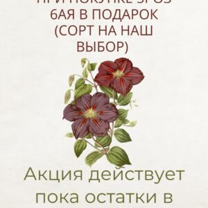 Акция на розы