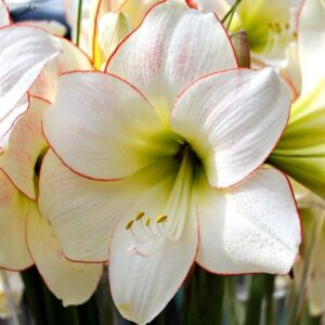 Амариллис Picotee 1 шт