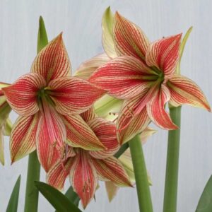 Амариллис Exotic Star 1 шт