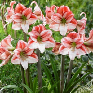 Амариллис Exotic Star 1 шт