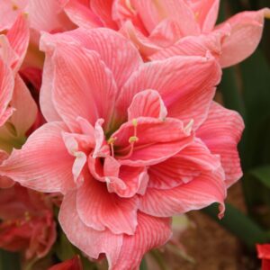 Амариллис Sweet Nymph 1 шт