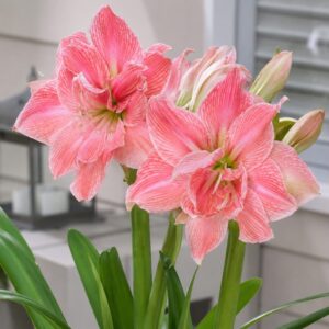 Амариллис Sweet Nymph 1 шт