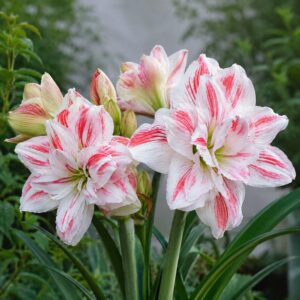 Амариллис Amazing Belle 1 шт