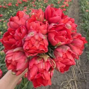 Тюльпан Асиан Бьюти 5 шт