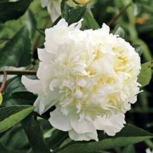 Пион Charle’s White
