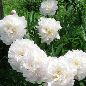 Пион Charle's White