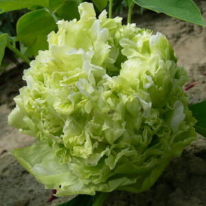 Пион древовидный Green Jade