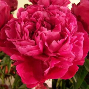 Пион Red Sarah Bernhardt
