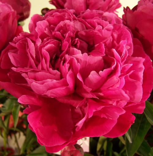 Пион Red Sarah Bernhardt — изображение 2