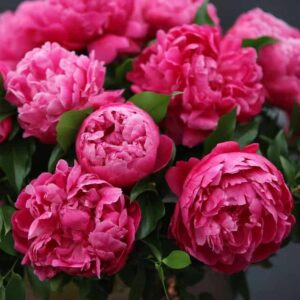 Пион Red Sarah Bernhardt
