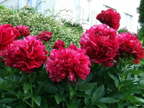 Пион Red Sarah Bernhardt — изображение 4