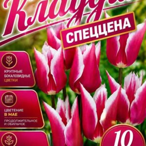 Тюльпан Claudia 10 шт
