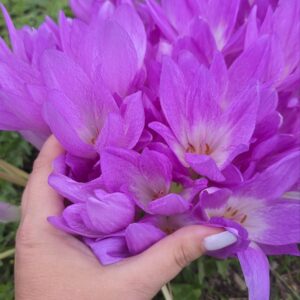 Колхикум Lilac Wonder 2 шт