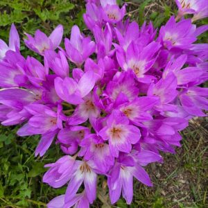 Колхикум Lilac Wonder 2 шт