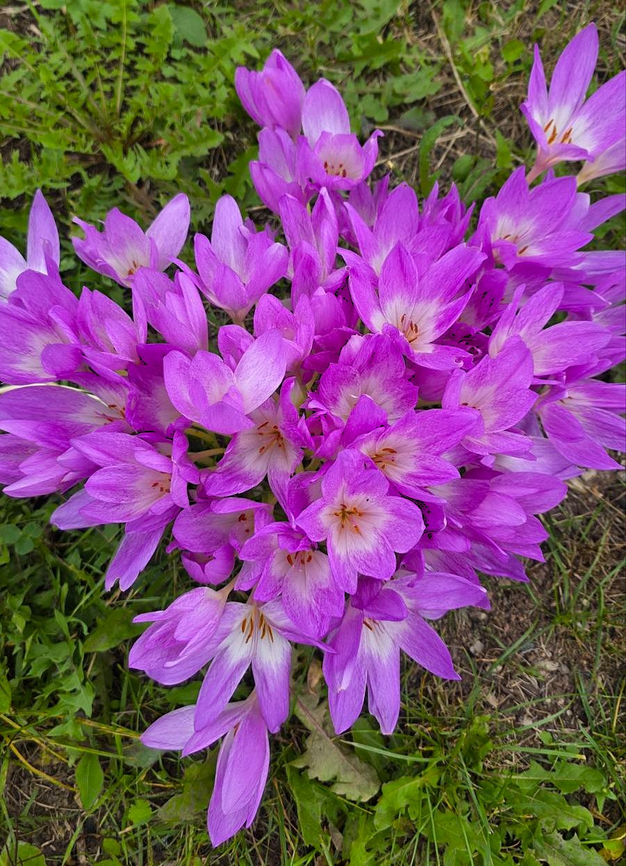 Колхикум Lilac Wonder 2 шт